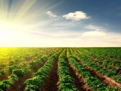 Aminoácidos fornece energia para a batata - Créditos Shutterstock