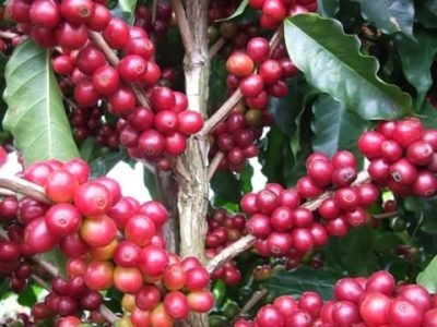 Aminoácidos garantem melhor produção em condições de estresse - Crédito Ivanir Maia