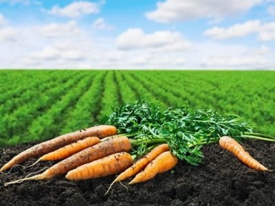 Aminoácidos proporcionam cenouras uniformes - Crédito Agristar