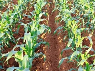 Crédito Ana Maria Diniz