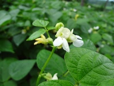 Antracnose é sério problema no feijoeiro - Créditos Giovani Belutti