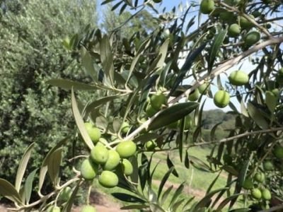 Antracnose em oliva - Créditos Jesus TÃ¶foli