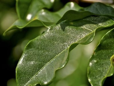 Aplicação de altas doses de fósforo no cafeeiro - Cristiano Soares de Oliveira