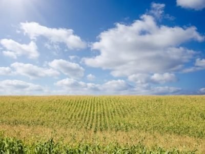 Aplicação de fósforo em superfície - Crédito Antônio Luis Santi