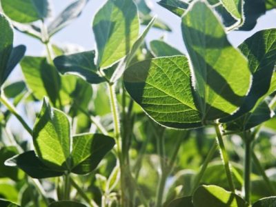 Aplicação foliar na soja - Crédito Shutterstock