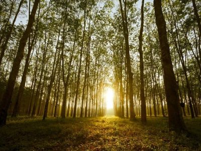 As florestas e o clima - Crédito Shutterstock