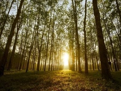 As florestas e o clima - Crédito Shutterstock