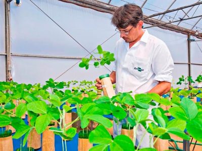 Azospirillum brasiliense - Mais rendimento e baixo custo - Créditos Embrapa