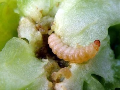 Bacillus thuringiensis no controle da broca do tomate - Créditos Luiz Bambini