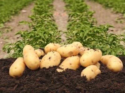 Batata - Créditos Shutterstock