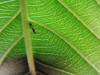 Beauveria se mostra eficiente no controle de tripes - Crédito Nilton Gomes Jaime