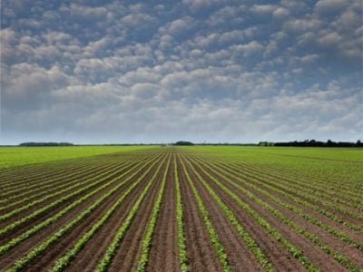 Foto-01-Bio-Soja-Fotos-Shutterstock