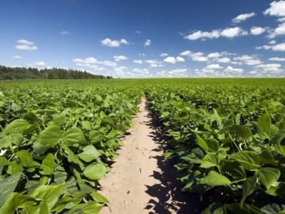 Bioativador de solo reduz nematoide no feijoeiro - CréditosShutterstock