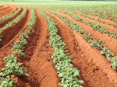 Bioestimulantes em batata - Crédito Luize Hess