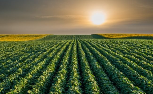 Foto-01-Biológicos-no-manejo-de-solo-pós-colheita-Créditos-Shutterstock