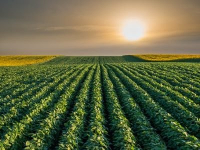 Foto-01-Biológicos-no-manejo-de-solo-pós-colheita-Créditos-Shutterstock