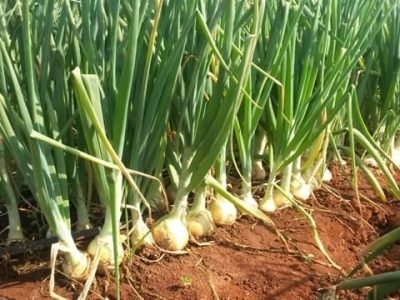 Cebola - Crédito IAC