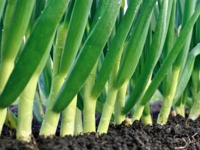 Cebola de dias curtos - nova opção ao cebolicultor - Créditos Shutterstock