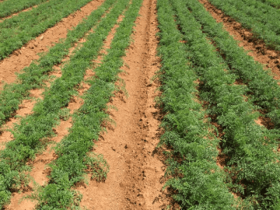 Cenoura esquerda sem tratamento e direita tratado