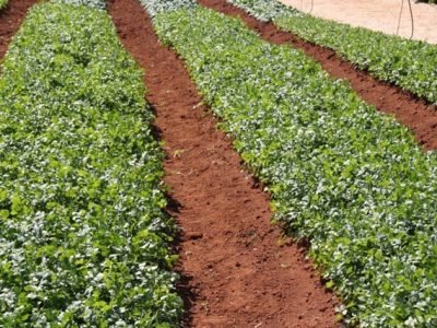 Foto-01-Como-produzir-ervas-aromáticas-II-Crédito-Luize-Hess