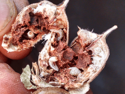 Controle alternativo de bicudo - Crédito Fundação MT