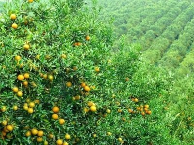 Controle de doença de citros gera economia de 5 bilhões de litros de água - Crédito Shutterstock