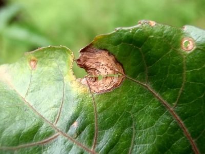 Controle fitossanitário do maracujá - Crédito UFRGS