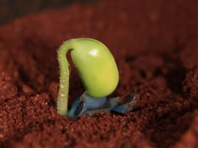 Crédito A. Shimohiro