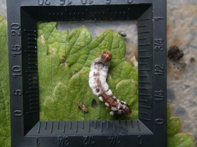 Foto-01-Crédito-ABCBio