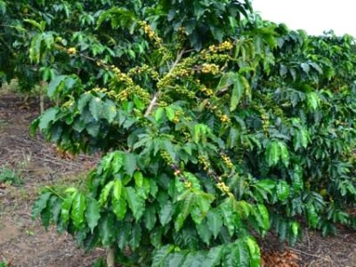 Crédito Abraão Carlos Verdin