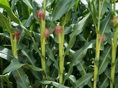 Crédito Ademir Torchetti