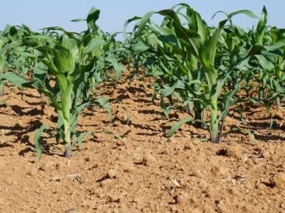 Crédito Ademir Torchetti