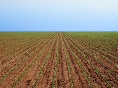 Crédito Ademir Torchetti