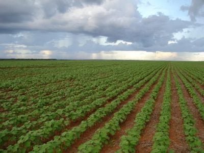 Crédito Ademir Torchetti