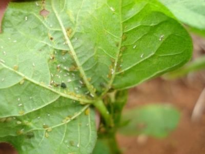 Crédito Ademir Torchetti