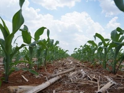 Crédito Ademir Torchetti