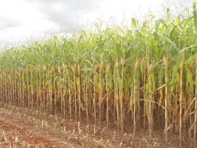 Crédito Ademir Torchetti