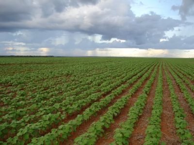 Crédito Ademir Torchetti