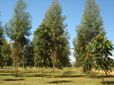 Crédito Adilson Santos