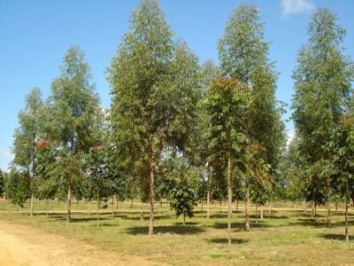 Crédito Adilson Santos