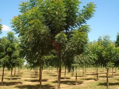 Crédito Adilson Santos