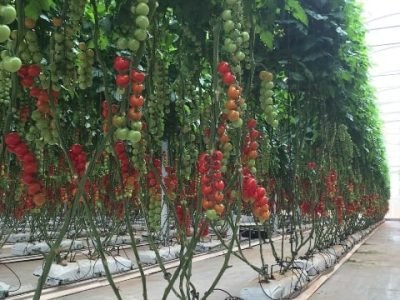 Crédito Agrocultivo