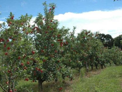 Crédito Aires Carmem Mariga