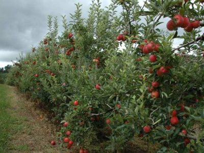 Crédito Aires Carmem Mariga