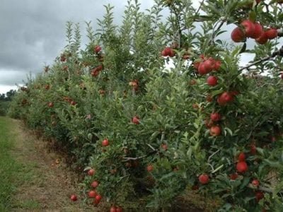Crédito Aires Carmem Mariga