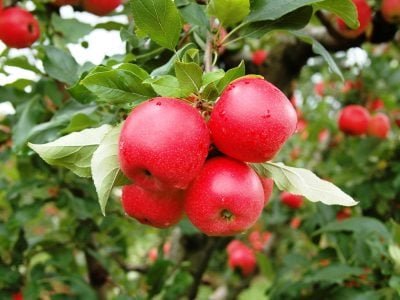 Crédito Aires Carmem Mariga