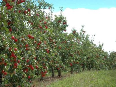 Crédito Aires Carmem Mariga