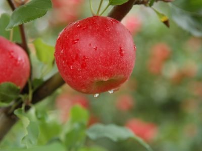 Crédito Aires Carmem Mariga