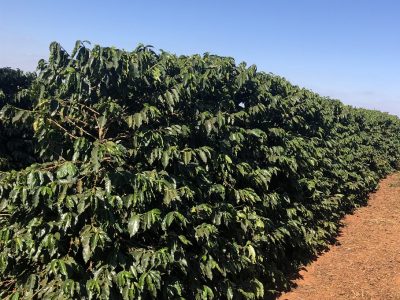 Crédito Alessandro Guieiro