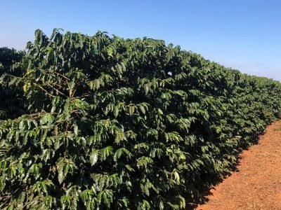 Crédito Alessandro Guieiro